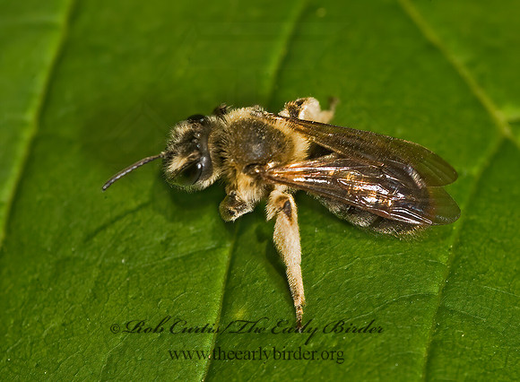 Andrena perplexa~ 8014331z