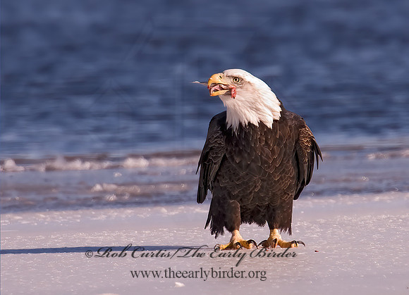 Haliaeetus leucocephalus  BALD EAGLE 6020433z