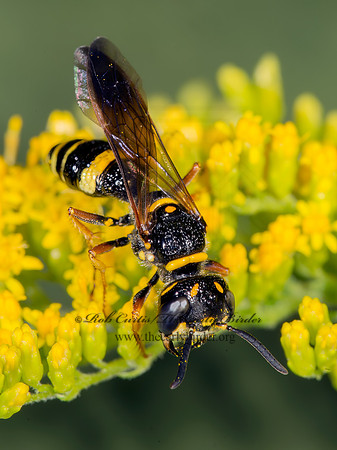 Philanthus gibbosus  BEEWOLF WASP 9003698z