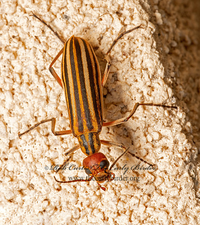 Epicauta vittata grp  STRIPED BLISTER BEETLE 3036450z