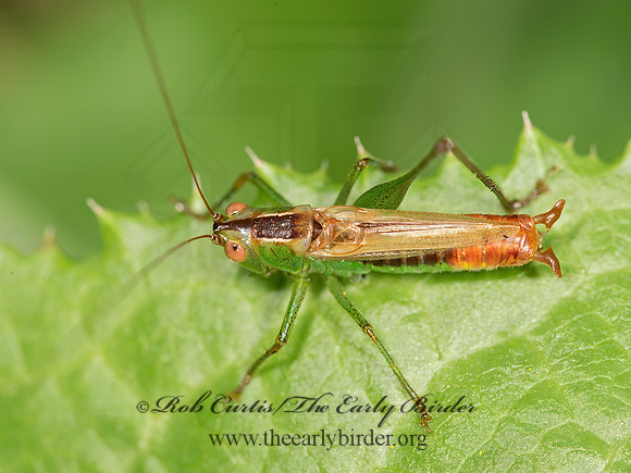 Conocephalus brevipennis  SHORT-WINGED MEADOW KATYDID 9041747z