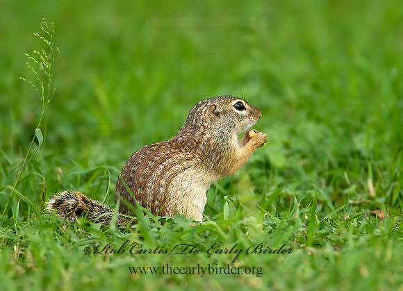 Ictidomys parvidens  RIO GRANDE GROUND SQUIRREL 6023121z