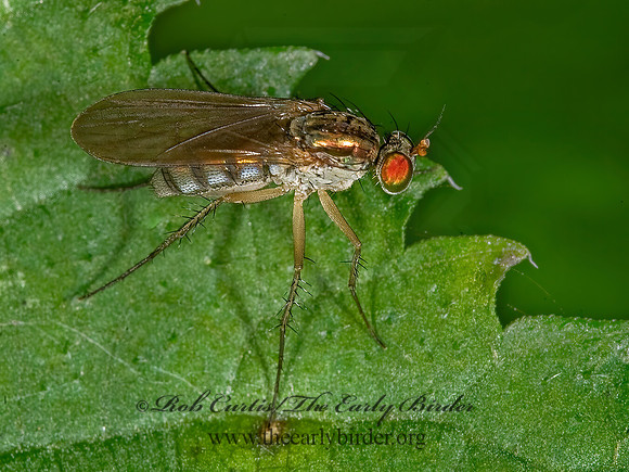 Gymnopternus  LONGLEGGED FLY 8007923z