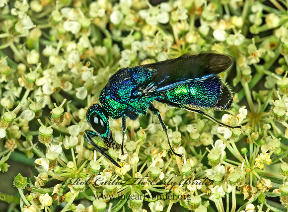 Chrysis angolensis 1275015z