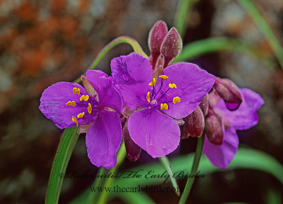 Tradescantia  SPIDERWORT 86124z
