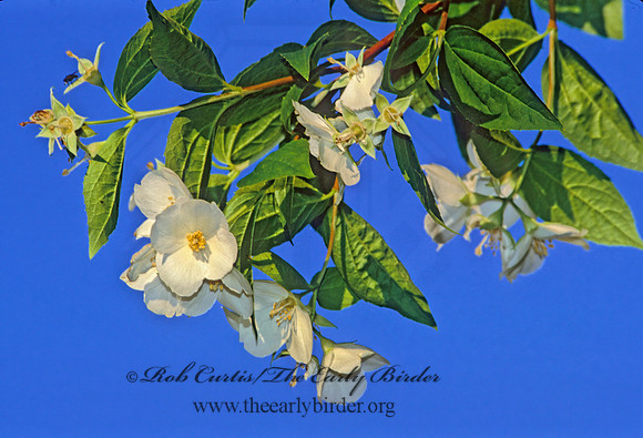Philadelphus  MOCK ORANGE 282733z