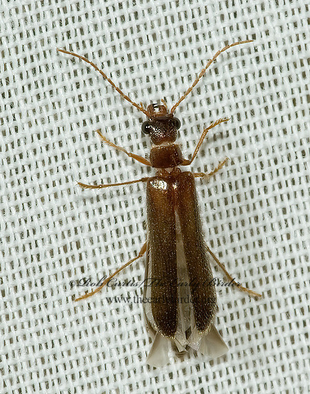 Anorus  5005367z