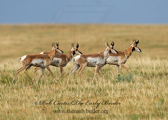 Antilocapra americana  PRONGHORN 7011624z