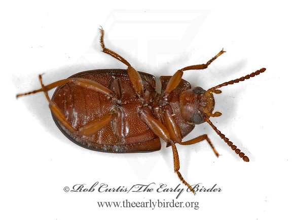Platydema ruficorne  DIAPERINAE DARKLING BEETLE 5016918 (1)