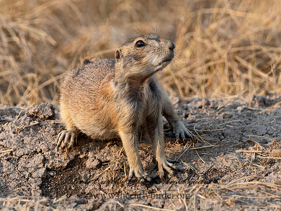 Cynomys ludovicianus  BLACK-TAILED PRAIRIE DOG 3023492z