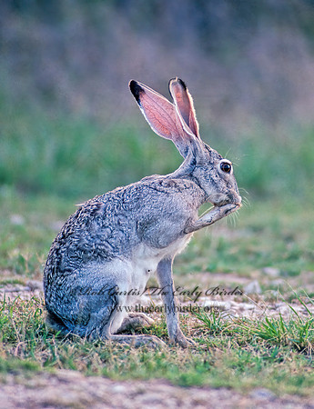 Lepus californicus  BLACK-TAILED JACKRABBIT 54233z
