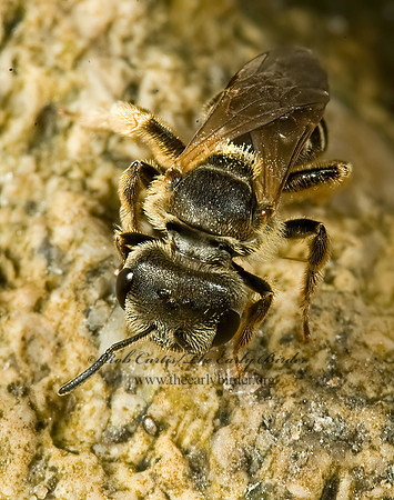 Halictus ligatus  LIGATED FURROW BEE 5014080 z