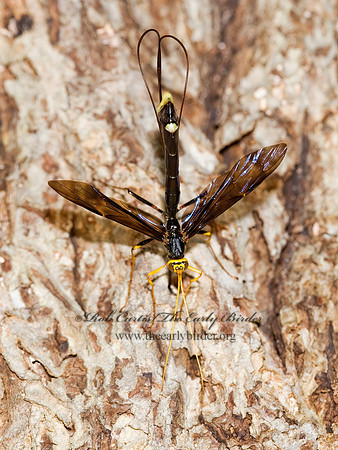 Megarhyssa atrata 8005895 Fz