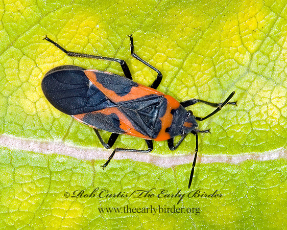 Lygaeus kalmii  SMALL MILKWEED BUG 5016576z