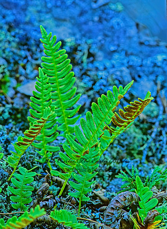 Polypodium virginianum  RESURRECTION FERN 212329z
