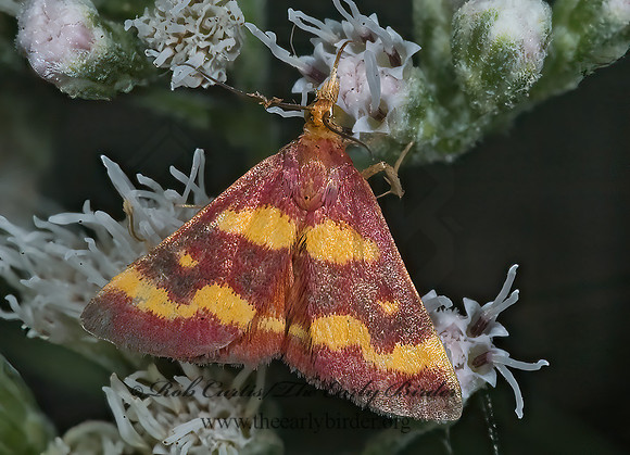 Pyrausta tyralis COFFEE-LOVING PYRAUSTA MOTH 5018824z