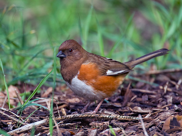 Pipilo erythrophthalmus  EASTERN TOWHEE 7016100z