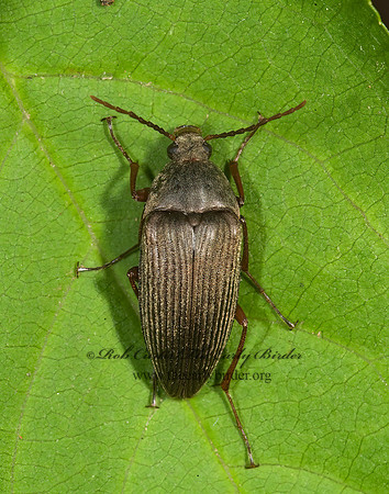 Androchirus erythropusi 8004949z