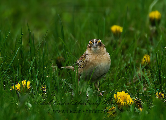 Ammodramus savannarum  GRASSHOPPER SPARROW 7014386z
