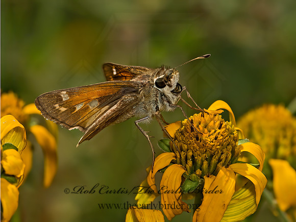 Atalopedes campestris  SACHEM SKIPPER 9052428z