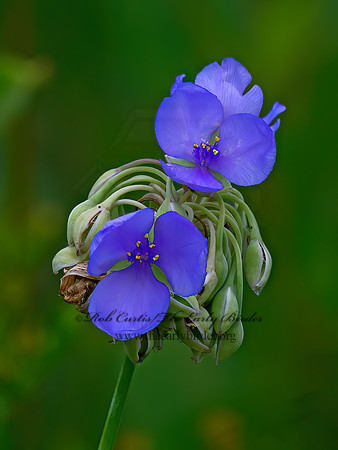 Tradescantia ohiensis  OHIO SPIDERWORT 1304606z