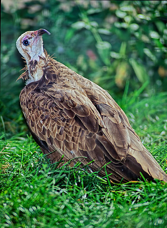 Necrosertes monachus  HOODED VULTURE 79030z