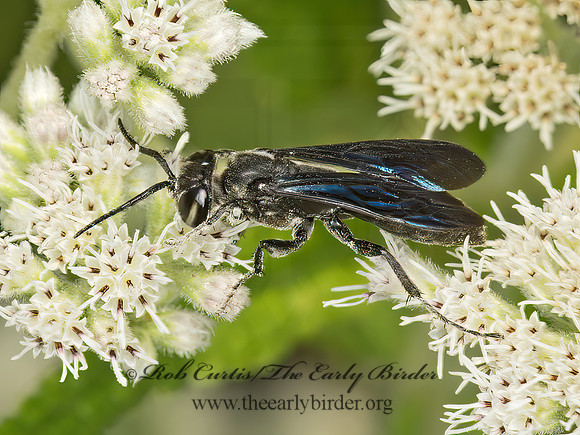 Larra analis  SQUARE-HEADED WASP 9051166z