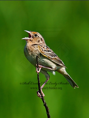 Ammodramus savannarum  GRASSHOPPER SPARROW 3008482z