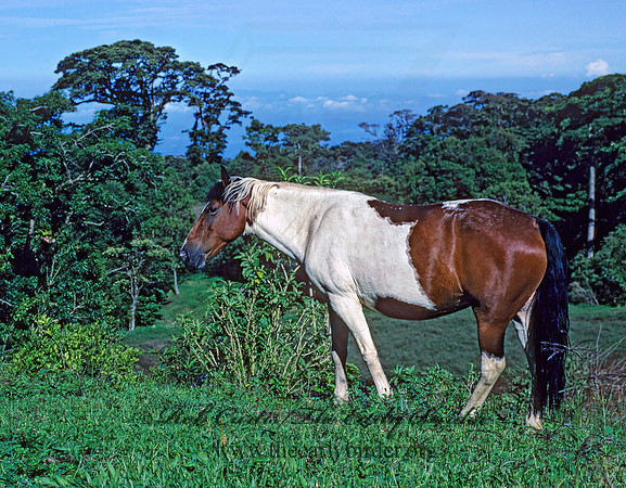 Equus caballus  HORSE 203208z