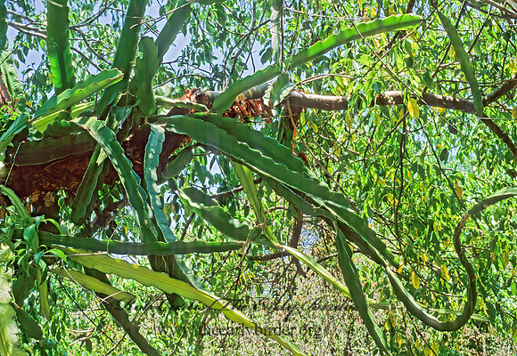 Epiphyllum phyllanthus  CLIMBING CACTUS 260405z