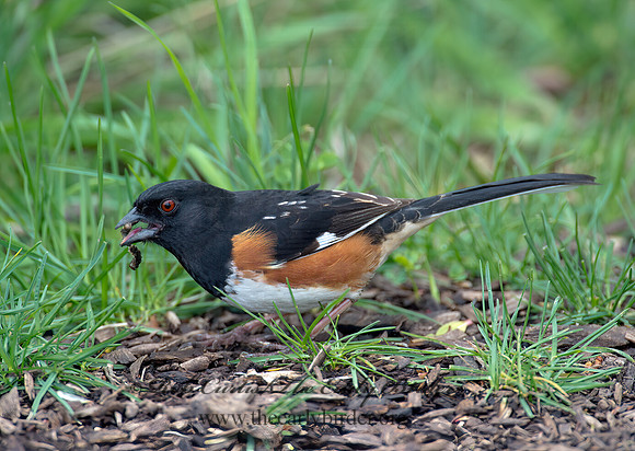Pipilo erythrophthalmus  EASTERN TOWHEE 9000186z