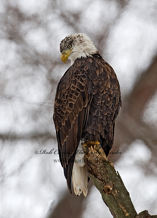 Haliaeetus leucocephalus  BALD EAGLE 8009932z