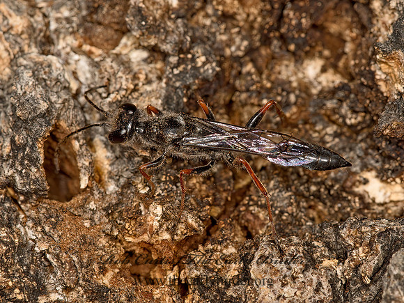 Podium rufipes  THREAD-WAISTED WASP 9052705z