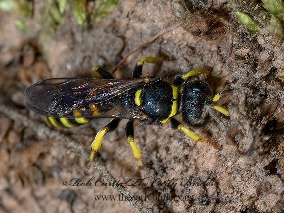 Crabro advena~  SQUARE-HEADED WASP 3028178z