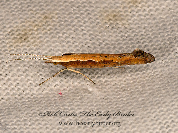 Plutella xylostella  DIAMONBACK MOTH 3021861z