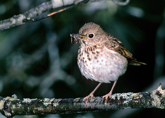 Catharus guttatus  HERMIT THRUSH 177216z