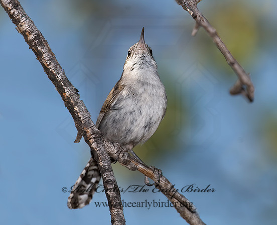 Thyromanes bewickii  BEWICK'S WREN 7008781z