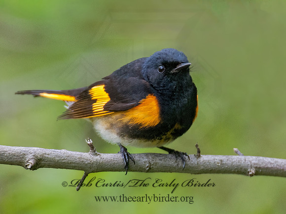 Setophaga ruticilla  AMERICAN REDSTART 9000911z