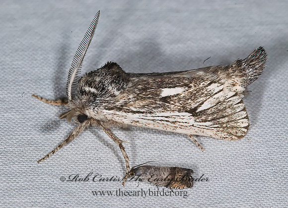 Hypopta palmata COSSID MOTH  6024685z
