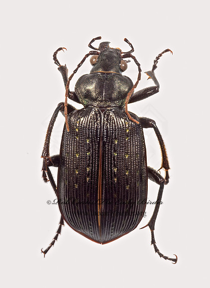Calosoma sayi 9015881z