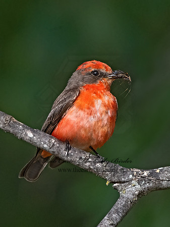 Pyrocephalus rubinus  VERMILION FLYCATCHER 3036444Z