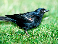 Agelaius tricolor TRICOLORED BLACKBIRD 105628z