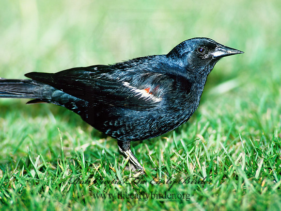 Agelaius tricolor  TRICOLORED BLACKBIRD 105628z