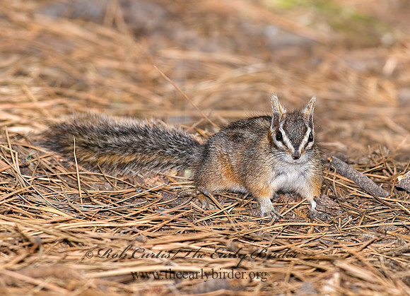 Neotamias dorsalis  CLIFF CHIPMUNK 6026972z