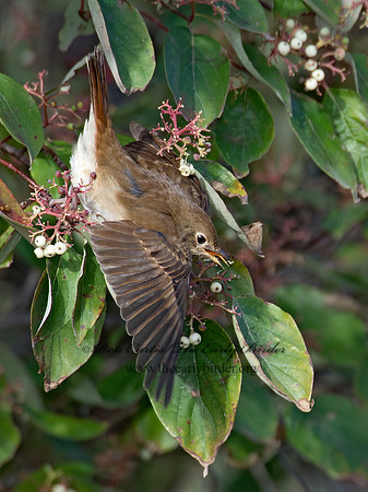 Catharus guttatus  HERMIT THRUSH 9015609z