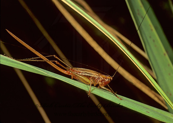 Conocephalus attenuatus  LONG-TAILED MEADOW KATYDID 114931z