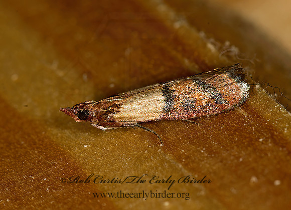 Plodia interpunctella INDIAN MEAL MOTH 9009546z