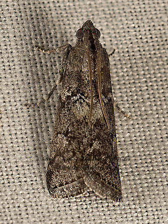 Salebriaria turpidella~  PHYCITINI PYRALID MOTH 9048633z