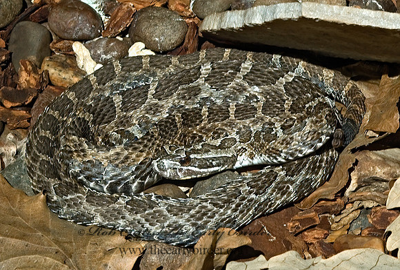 Sistrurus catenatus  EASTERN MASSAUGA 5011084z