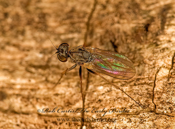 Medetera  LONGLEGGED FLY 8016946z